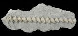 Archimedes Screw Bryozoan Fossil - Missouri #68676-1